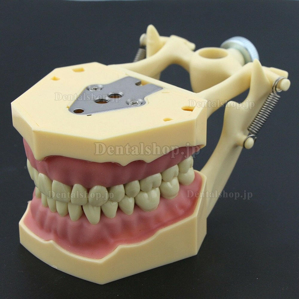 歯科修復タイポドンモデル 歯科模型 M8014-2 32pcs Frasaco AG3タイプ 